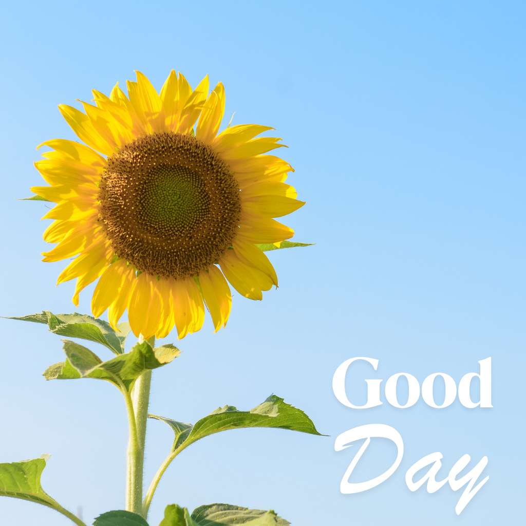 good day Sunflower